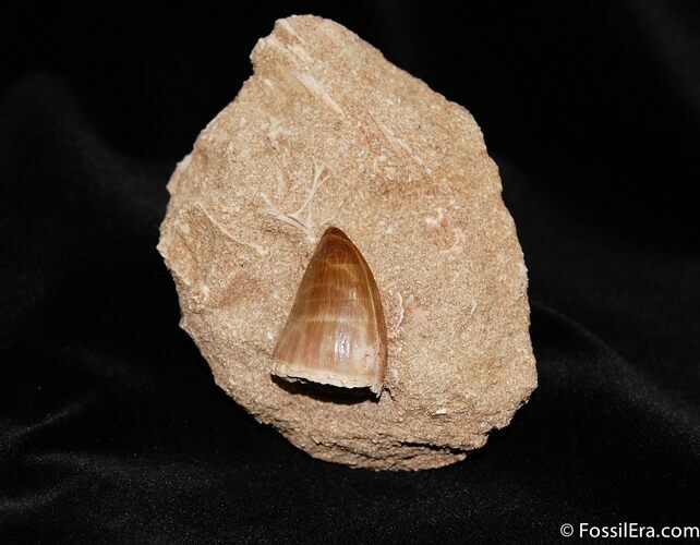 Beautifully Preserved Mosasaurus Tooth #219